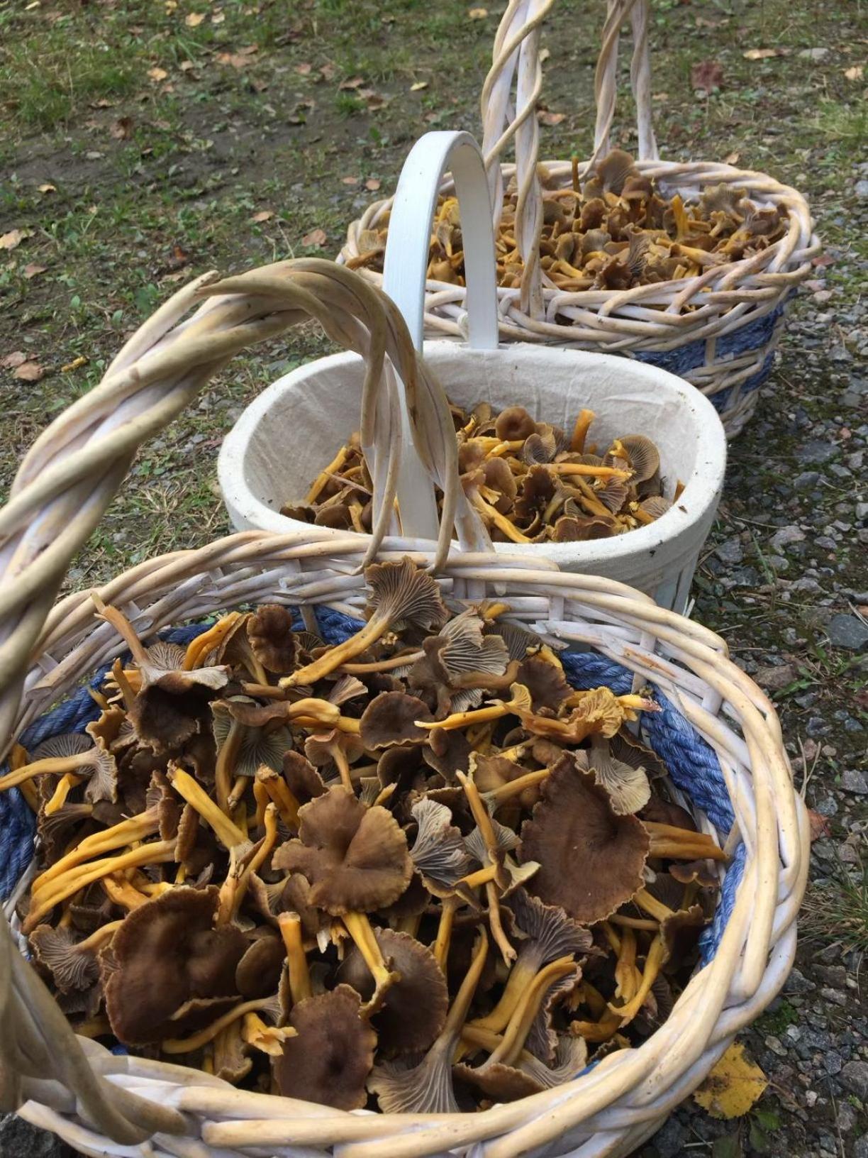 Skånes FagerhultBlueberry Hill别墅 外观 照片
