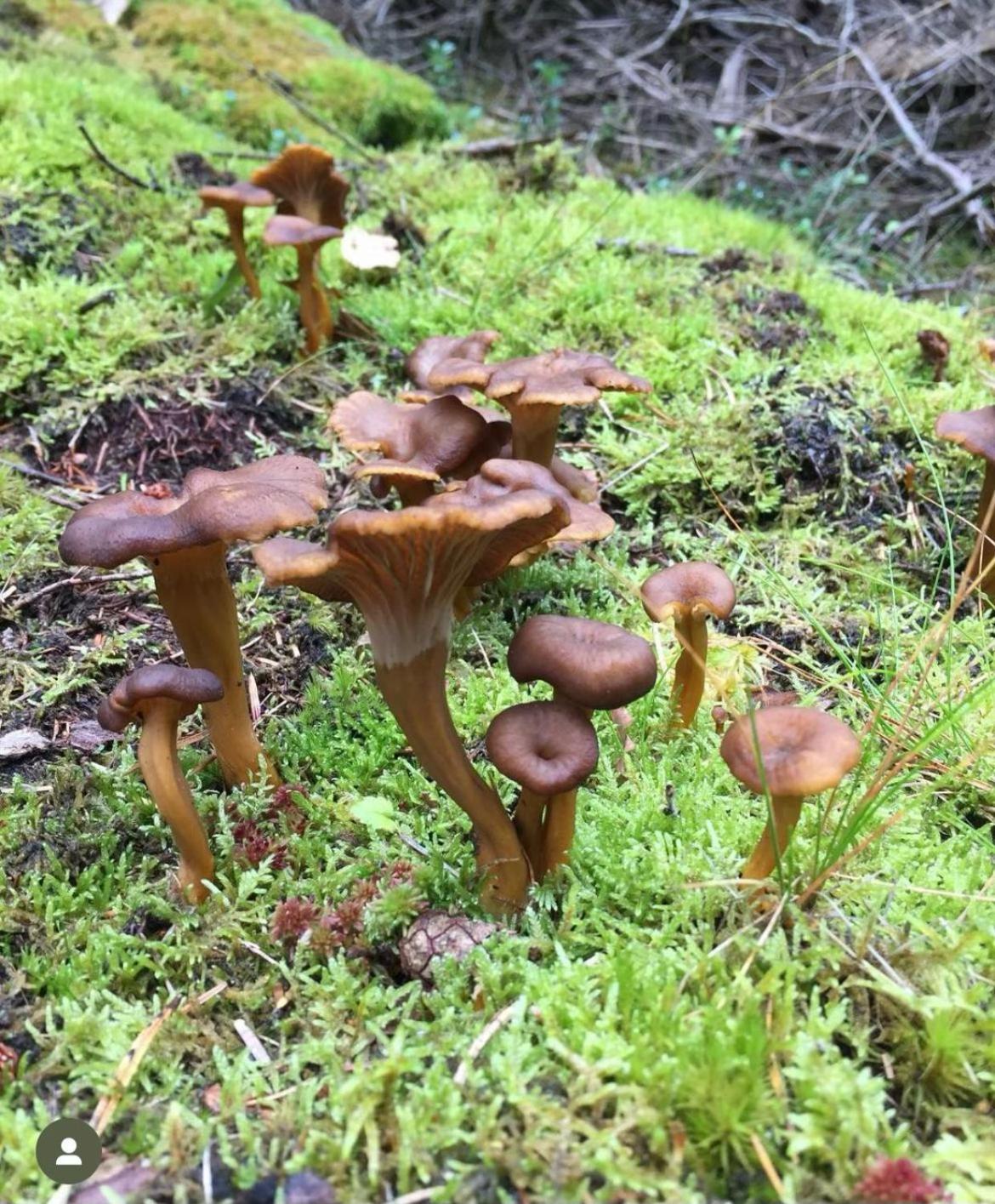 Skånes FagerhultBlueberry Hill别墅 外观 照片